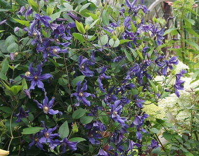 Clematis Sizaja Ptitsa