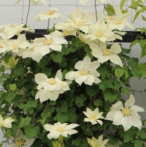 Clematis Moonlight