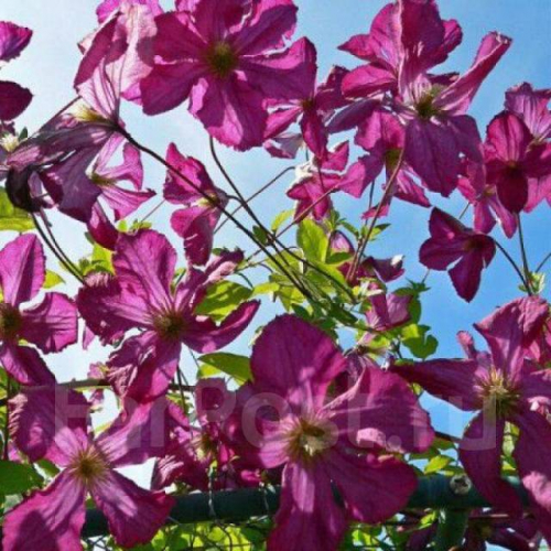 Clematis Södertälje