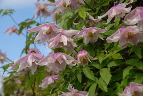 Clematis Propertius