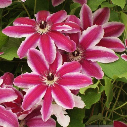 Clematis Pamina