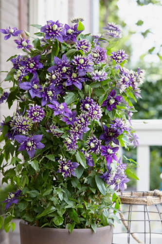 Clematis Taiga