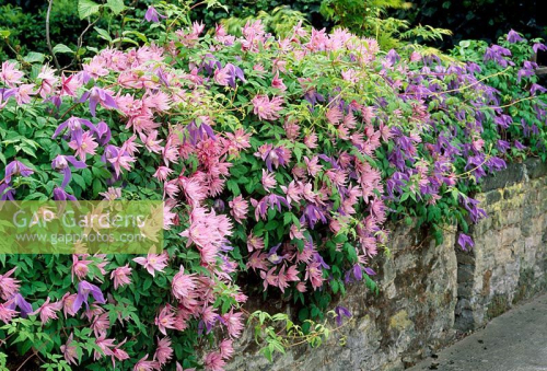 Clematis Markhams Pink