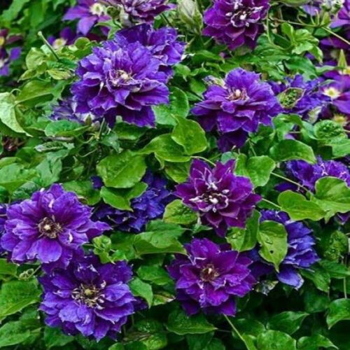 Clematis Shin shigyoku