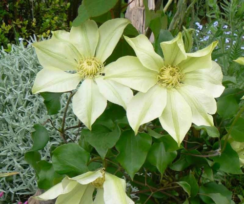 Clematis Moonlight