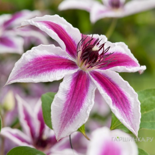 Clematis Pamina