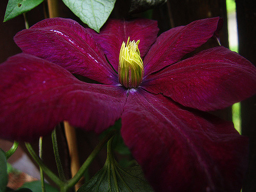 Clematis Voluceau