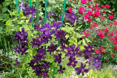 Clematis Rasputin