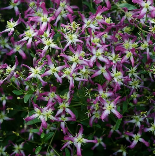 Clematis triternata Rubromarginata