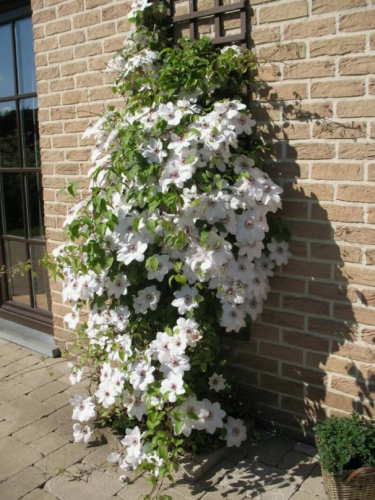 Clematis Snow Queen