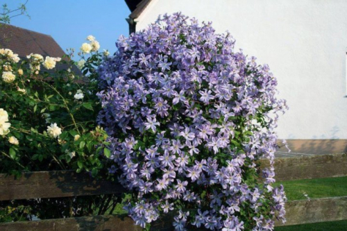 Clematis Prince Charles