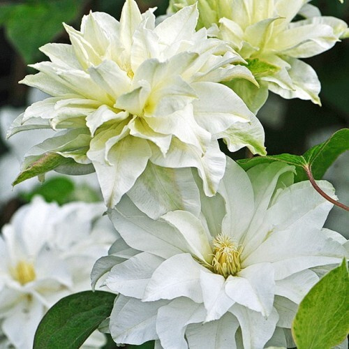 Clematis Yukiokoshi