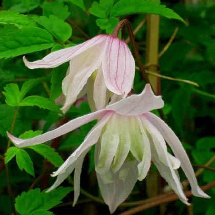Clematis Pink Princess