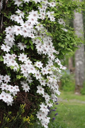 Clematis Miss Bateman