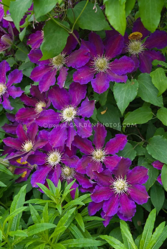 Clematis The Vagabond