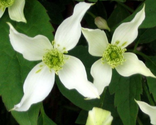 Clematis Wilsonii