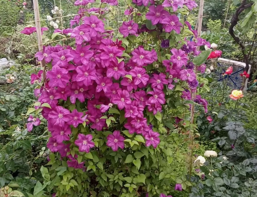 Clematis Rahvarinne