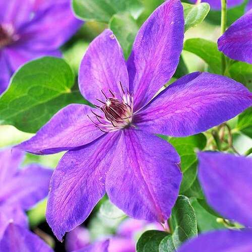 Clematis Xerxes