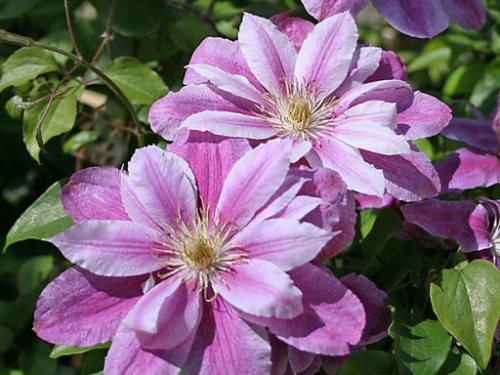 Clematis Ragamuffin