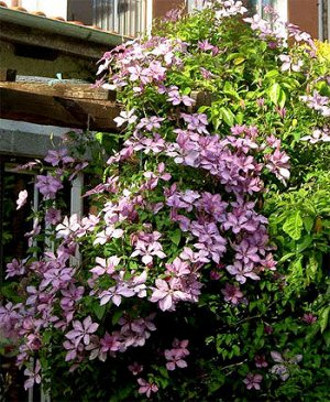 Clematis Margaret Hunt
