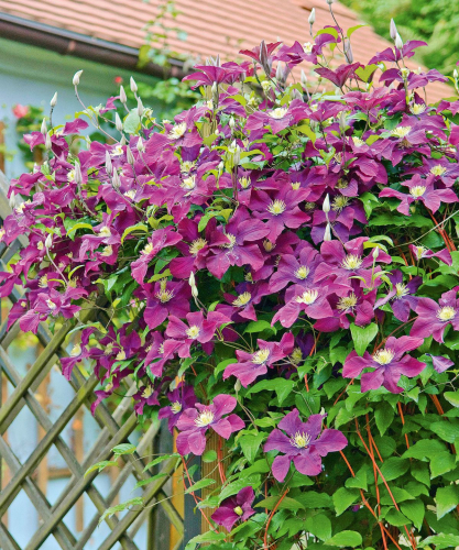 Clematis The Vagabond