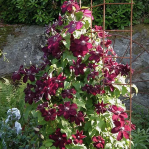 Clematis Westerplatte