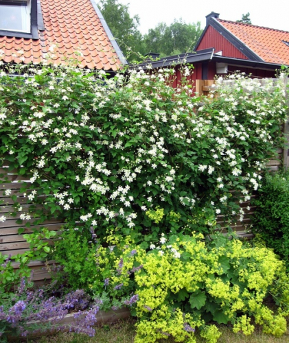 Clematis Paul Farges