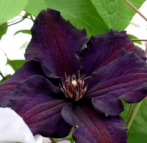 Clematis Rasputin