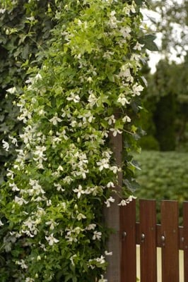 Clematis White Magic