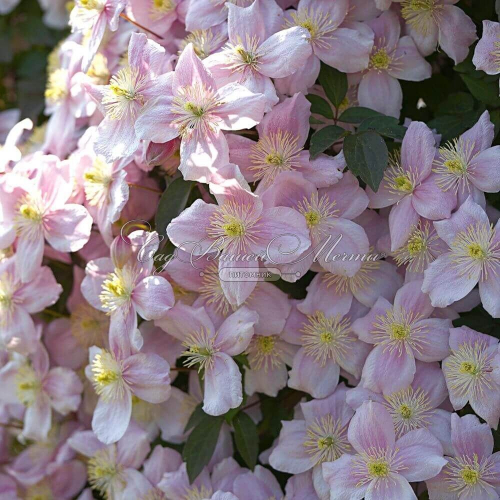 Clematis Mayleen