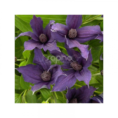 Clematis SAPHYRA Violetta