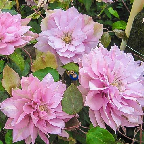 Clematis Violet Elizabeth