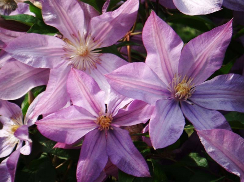 Clematis Proteus
