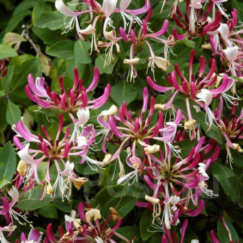 Lonicera periclymenum Serotina