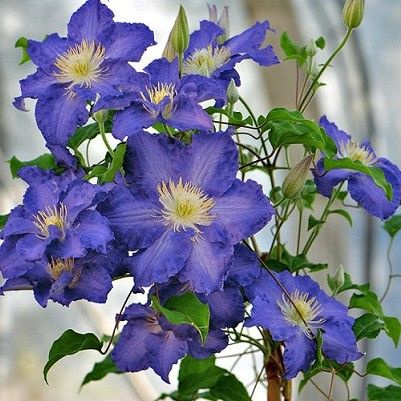 Clematis Stefan Franczak