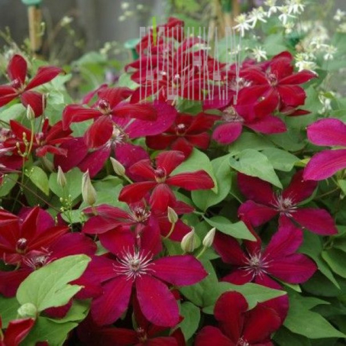 Clematis Westerplatte