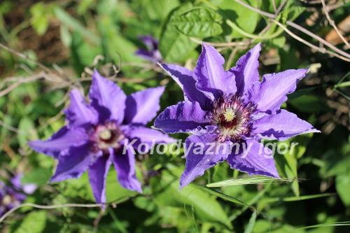 Clematis Princess of Wales