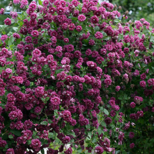 Clematis Purpurea Plena Elegans