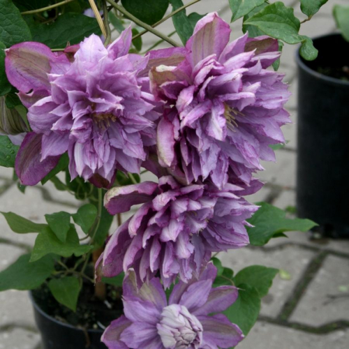 Clematis Proteus