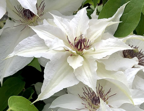 Clematis Sparkler
