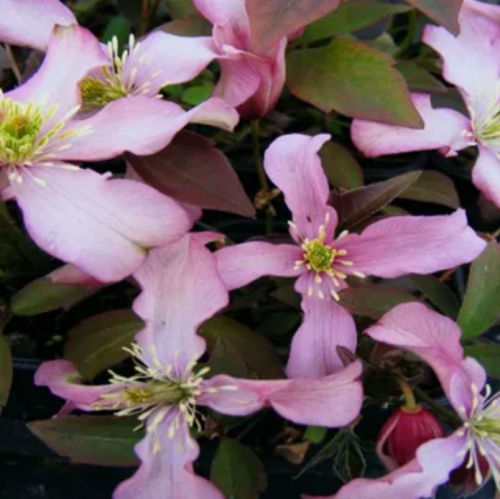Clematis Warwickshire Rose
