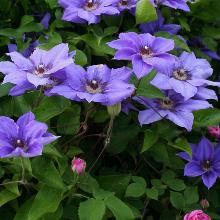 Clematis Princess of Wales