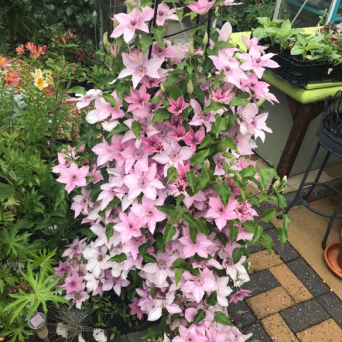 Clematis Pink Fantasy