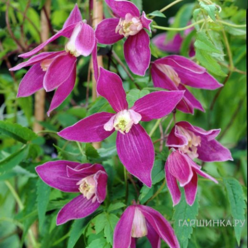 Clematis Ruby
