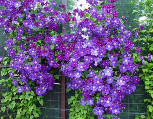 Clematis Star of India