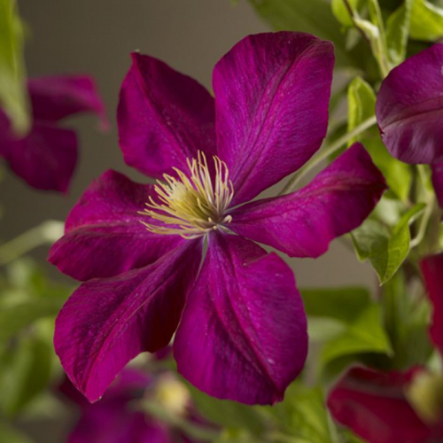 Clematis Voluceau