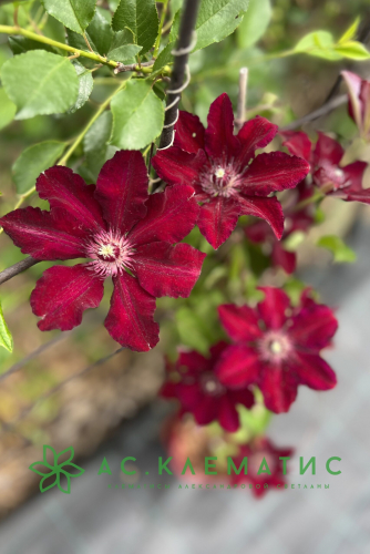 Clematis Stasik