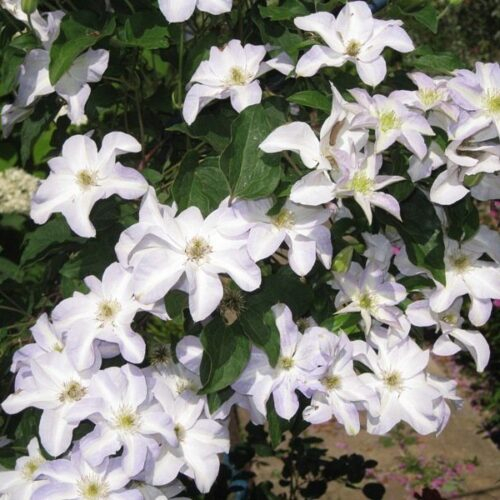 Clematis Yukikomachi