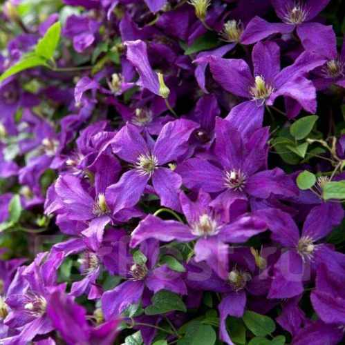 Clematis Polish Spirit