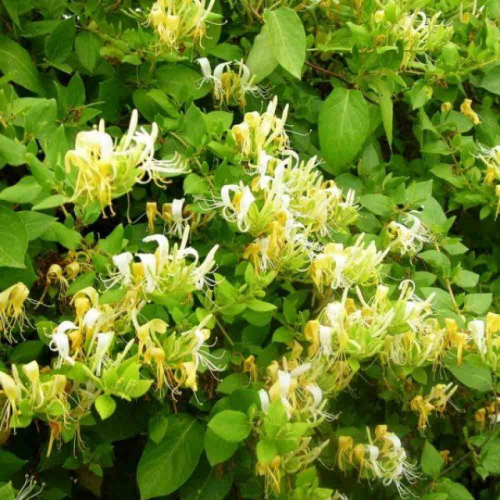 Lonicera japonica Halls Prolific
